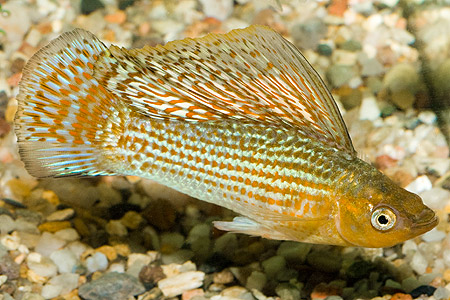 POECILIA VELIFERA